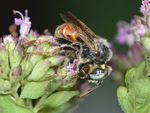 Epeoloides coecutiens